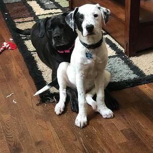 Meet your Posher, Todd